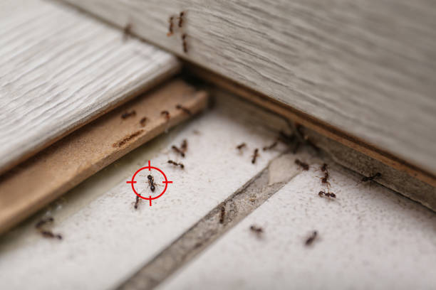 Best Residential Pest Control  in Manchester, MO