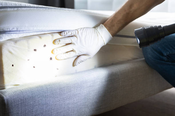 Best Pest Prevention Services  in Manchester, MO